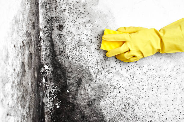 Why You Should Choose Our Mold Remediation Services in Othello, WA